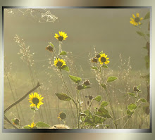 Green Foglight on Sunflowers