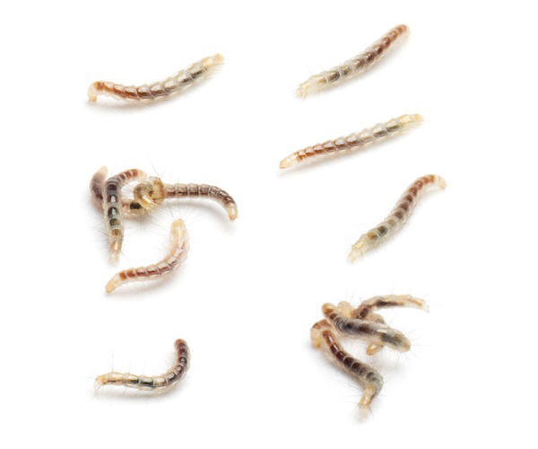 The Flea Life Cycle Wiki Fleas