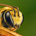Ποίο είναι το πιο οδυνηρό σημείο από τσίμπημα μέλισσας;