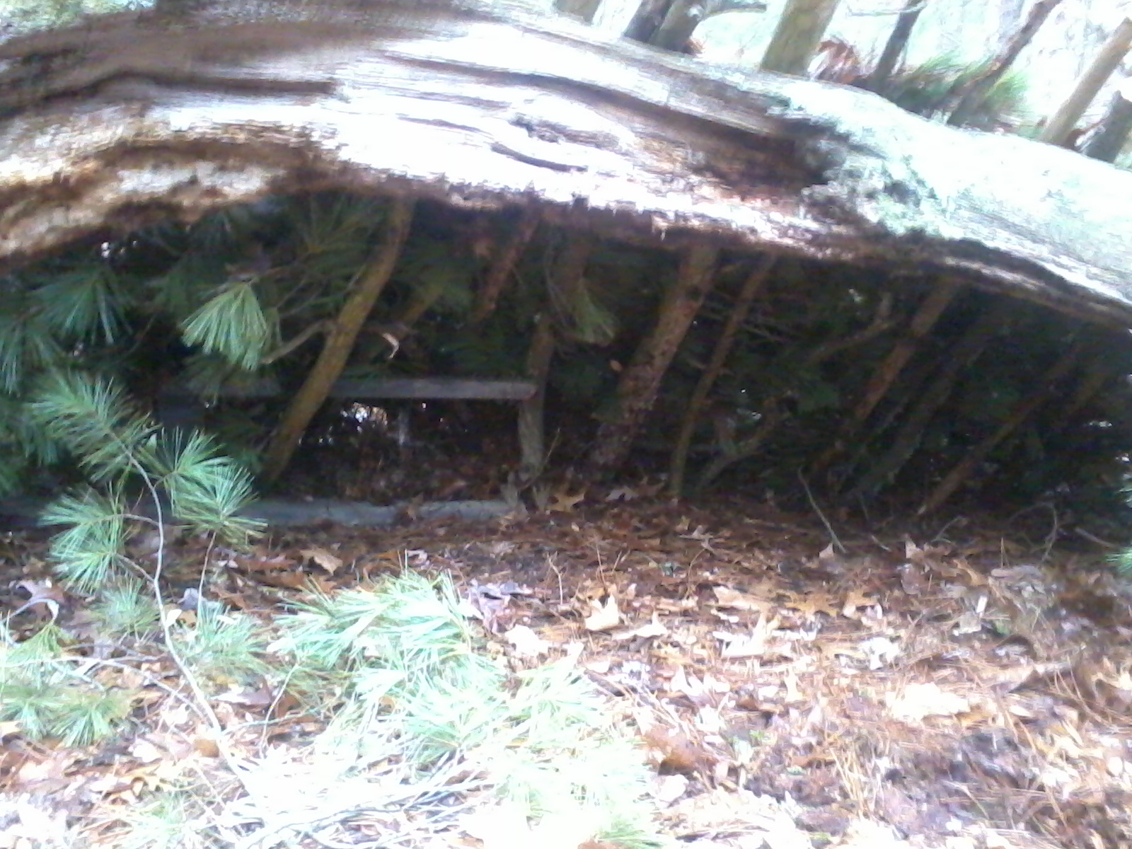 Hatchet Book Shelter