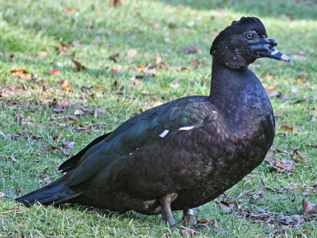 Entog | Nama, Gambar Binatang A-Z