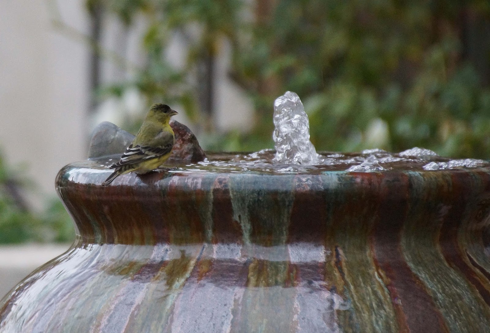 Bird Bath Placement