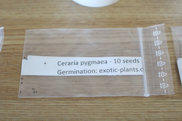 たにことたにく 塊根植物 ケラリア・ピグマエア Ceraria pygmaea コーデックス 実生  種まき 種の画像