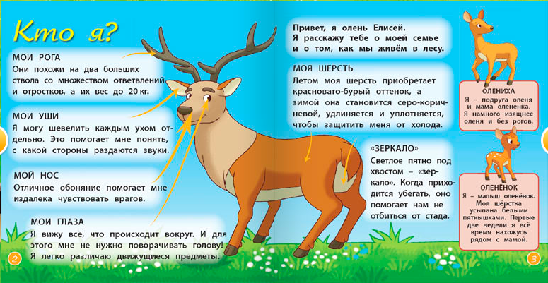 Непоседы: Журнал "Животные леса"