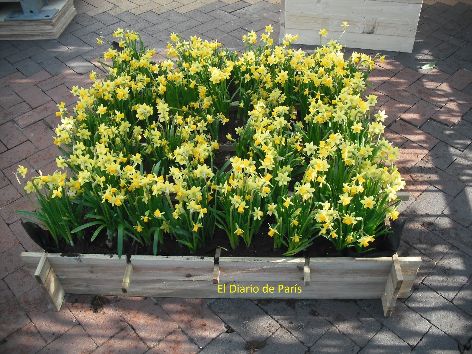 El Diario de París Un junquillo por el cáncer