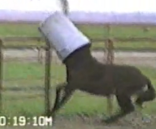 funny horse pictures with his trash