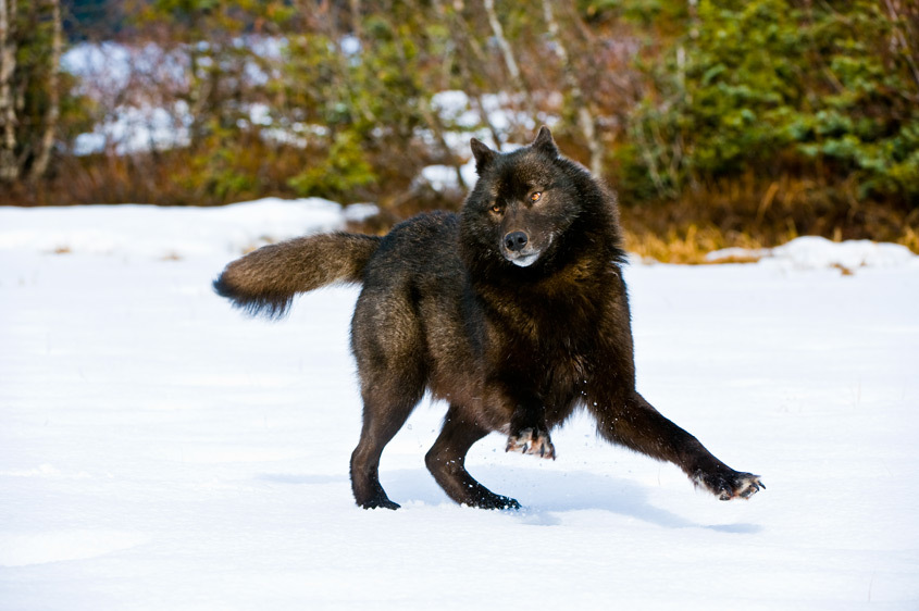 Wolf Snow Wolf Snow