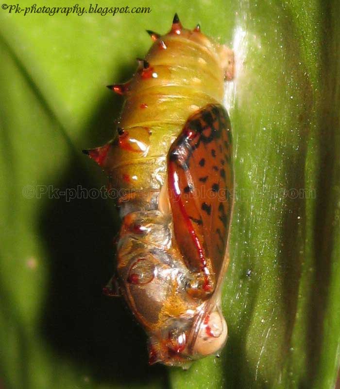 Common Leopard Butterfly Pupa Nature, Cultural, and Travel