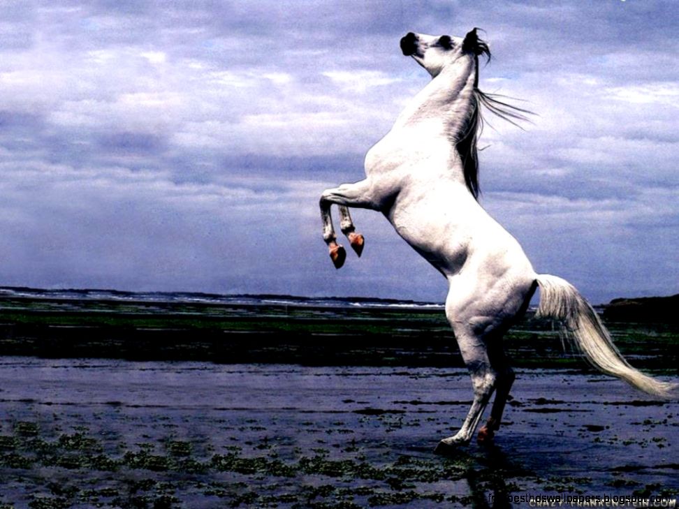 Arabian Horse Wallpaper Android 796 Wallpaper computer  best