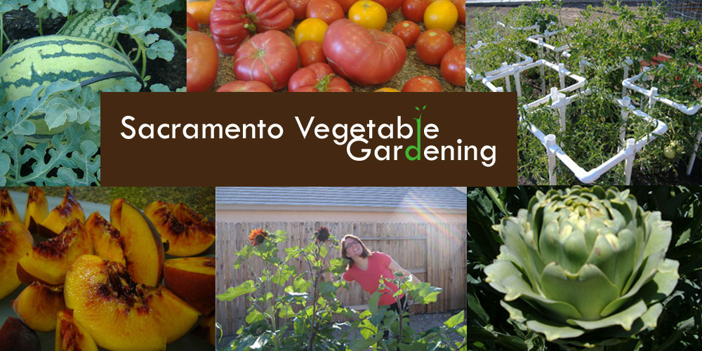 Sacramento Vegetable Gardening