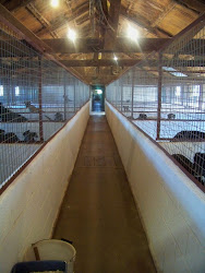 The main kennel block