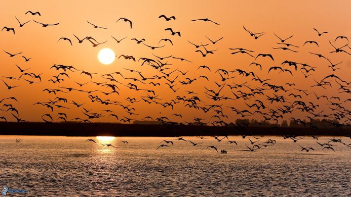 Bandadas de pájaros al atardecer Bandadas de pájaros al atardecer