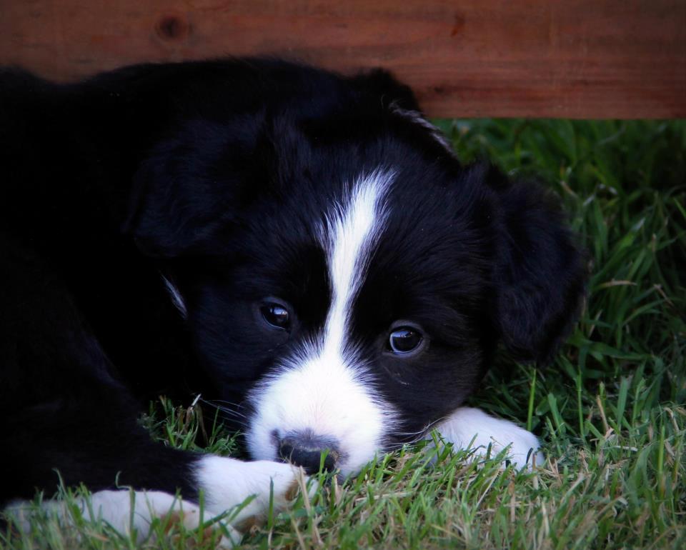 The Best Of Border Collie Puppies Pictures Pictures Of