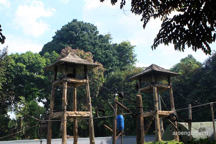 kandang orangutan kebun binatang ragunan jakarta