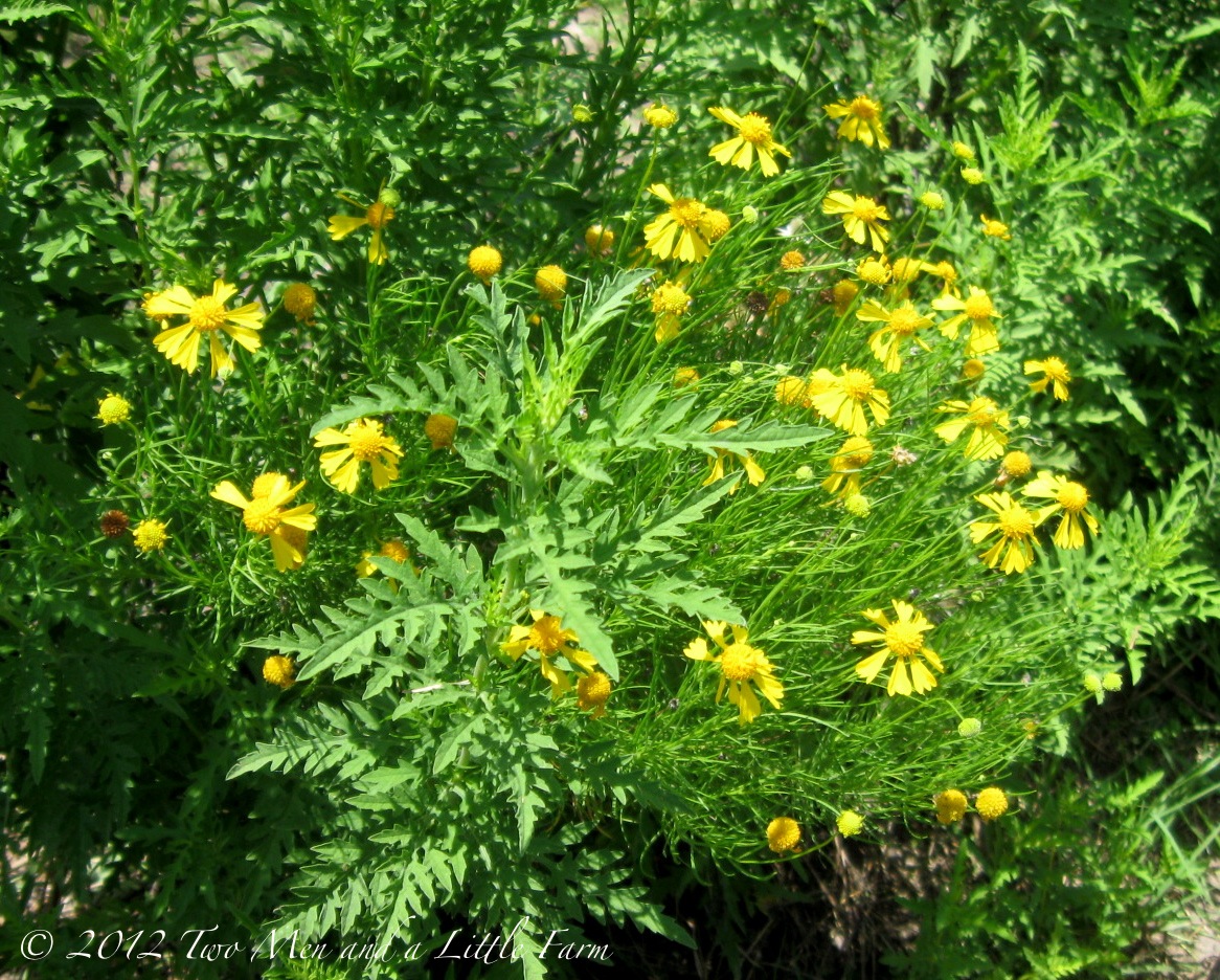 Two Men and a Little Farm THE YELLOW FLOWERS OF BITTERWEED