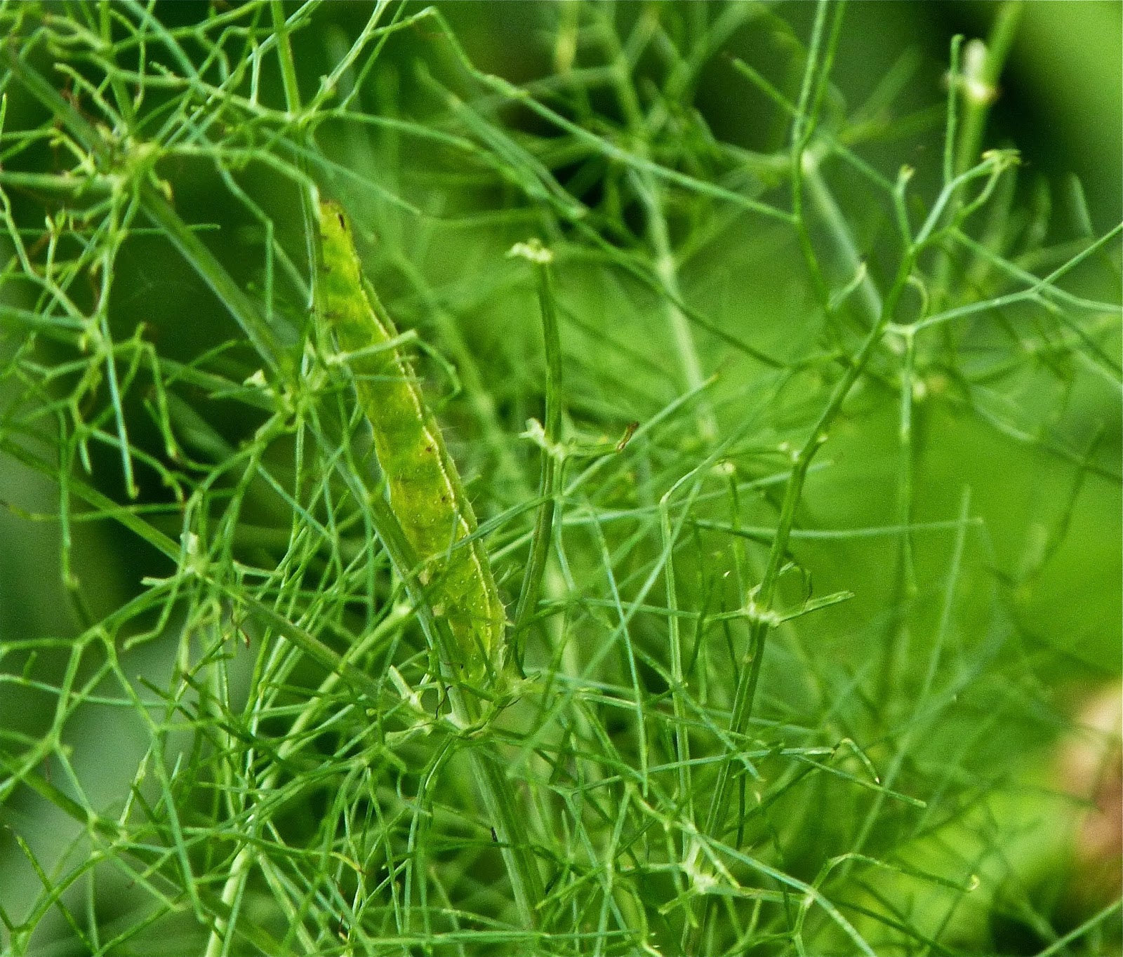 austin agrodolce: Bug nuts