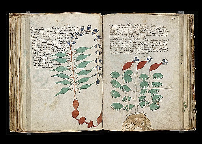 manuscrito Voynich