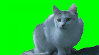 A close up image of a cat against a green screen background that serves for a link to Animal Green Screen effects page..