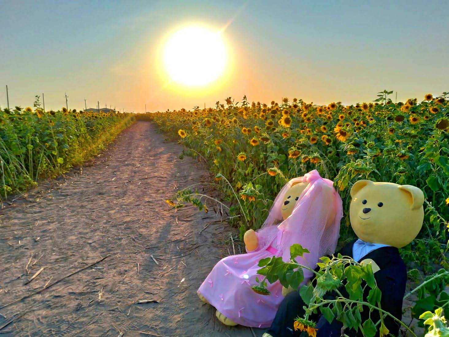 新營也有超美花海!|姑爺里向日葵、波斯菊盛開~超~療~癒~