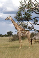 Zimbawe-girafe