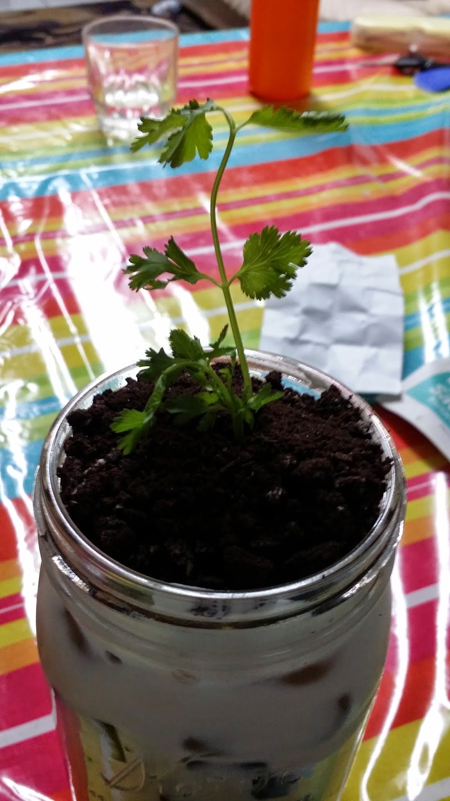 HOW TO MAKE POTTED GREEN TEA MILK TEA WITH SEA CREAM