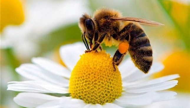 Las abejas