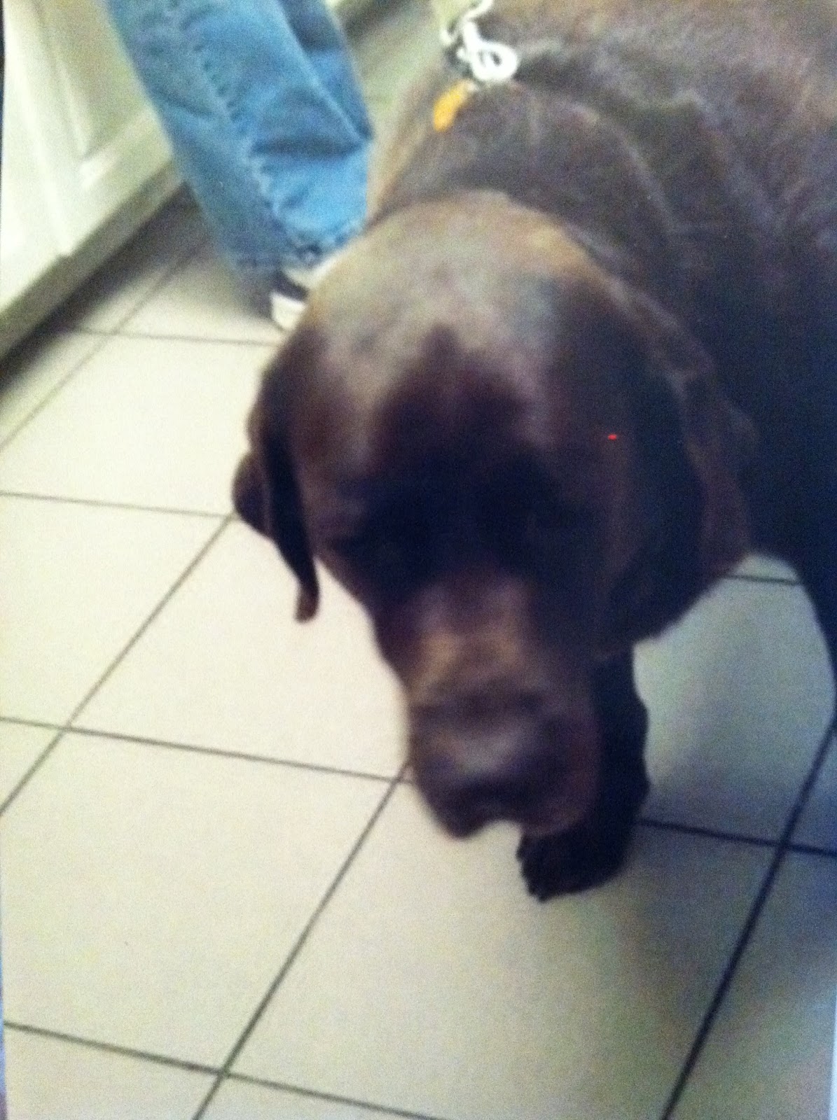 Can A Dog Recover From A Herniated Disc