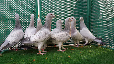 lebanon pigeons
