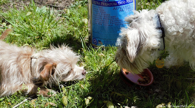 Dottie and Brothers Complete Turkey Meal & Egg Formula Dog Food