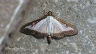 Cydalima perspectalis (male) DSC124460