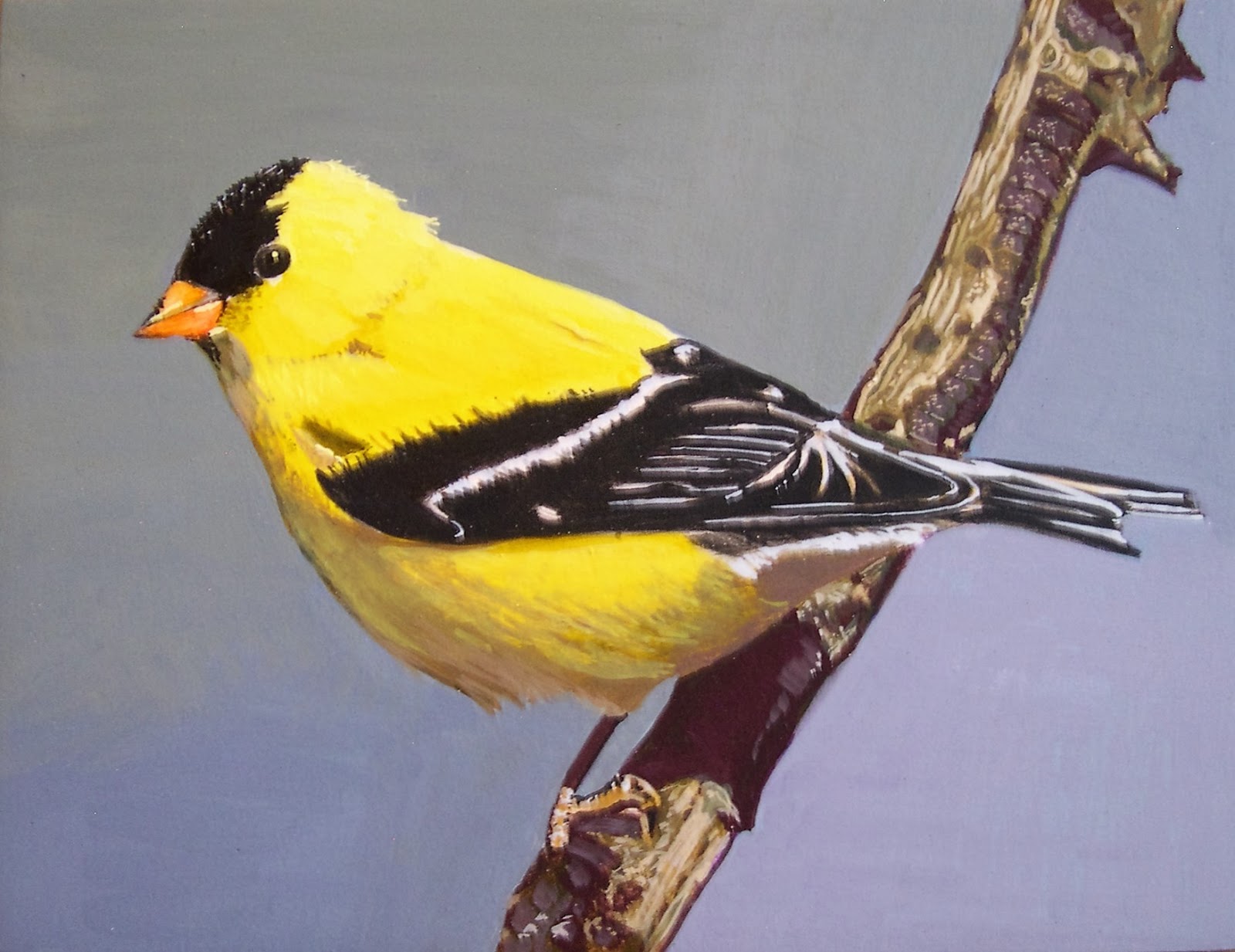 Желтая птица с черными крыльями. Американский Чиж. Черноголовый щегол Вьюрковые. American Goldfinch птица. Чиж (Carduelis Spinus).