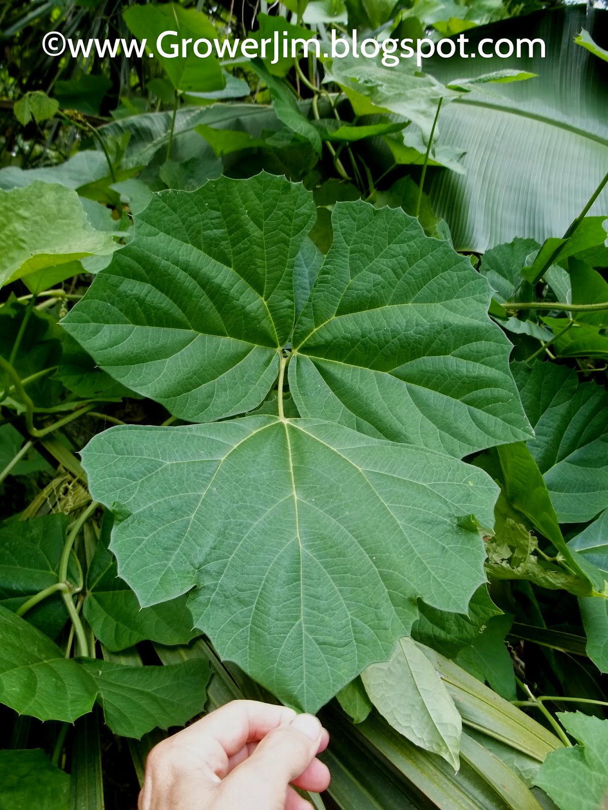 Garden Adventures Jicama (Pachyrhizus tuberosus)