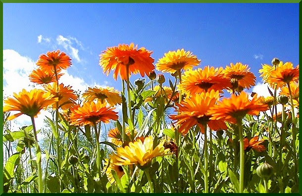 La calendula sirve para desinflamar las hemorroides