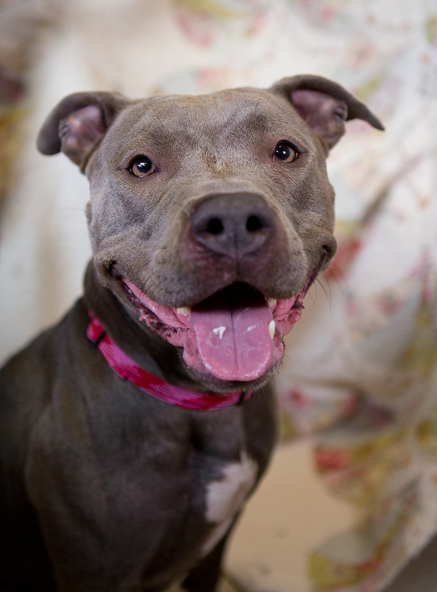 Shelter Dogs of Portland "TILLY" sweet little grey brindle Pitbull