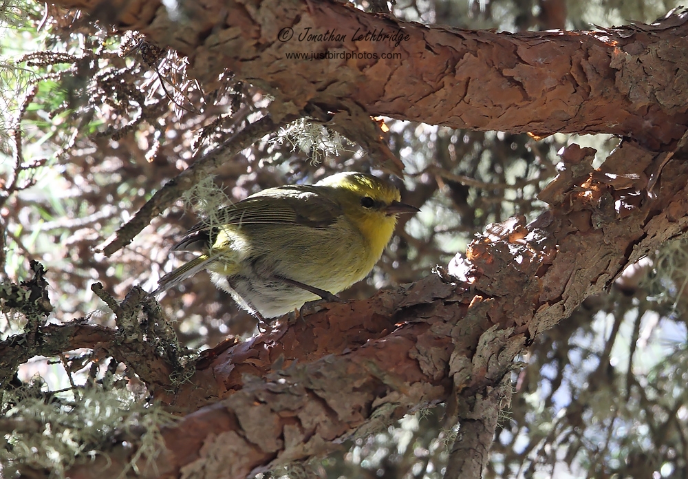 Wanstead Birder Birding Hosmer Grove, Maui