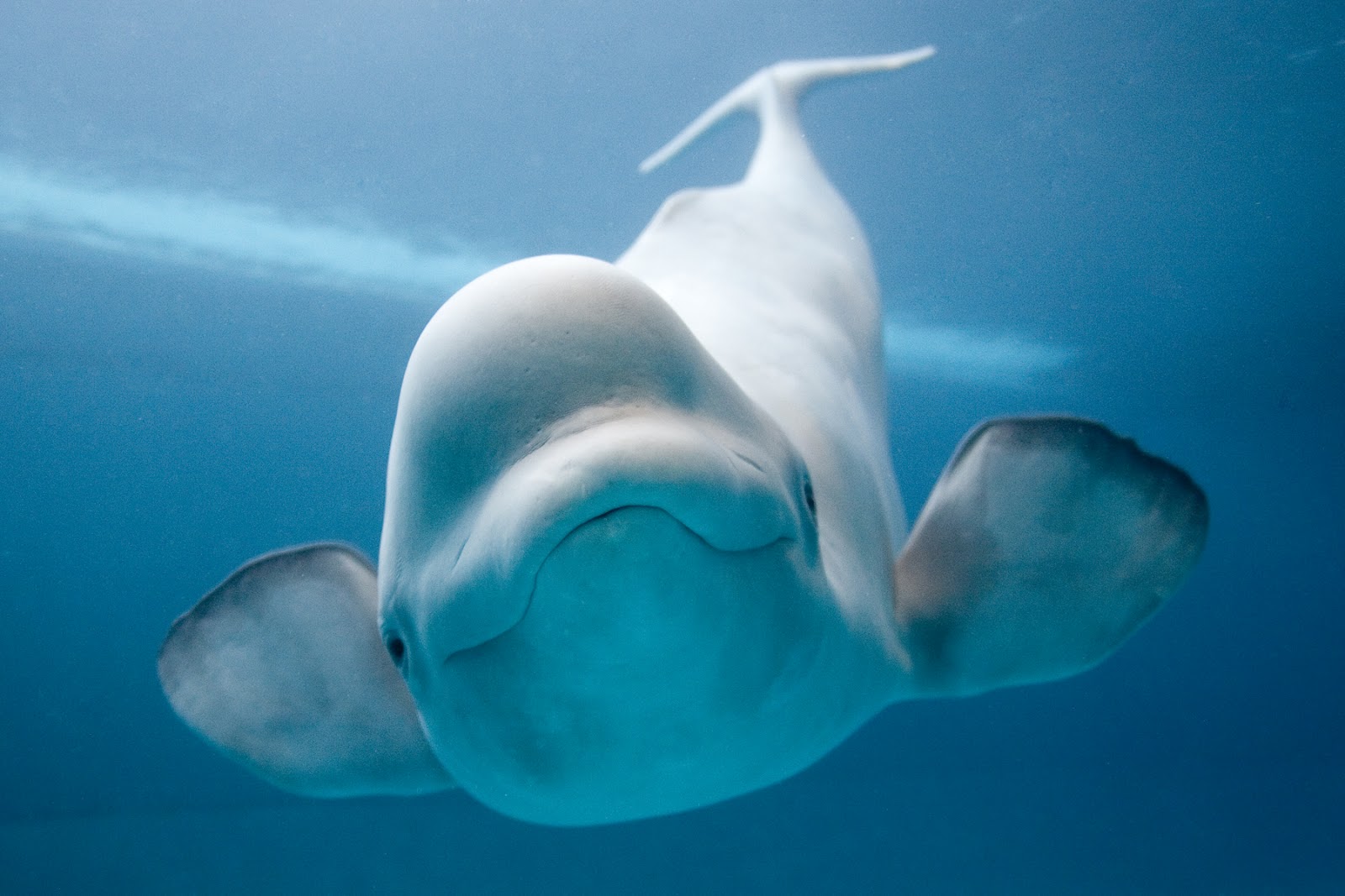 Beluga Whale Pictures 41