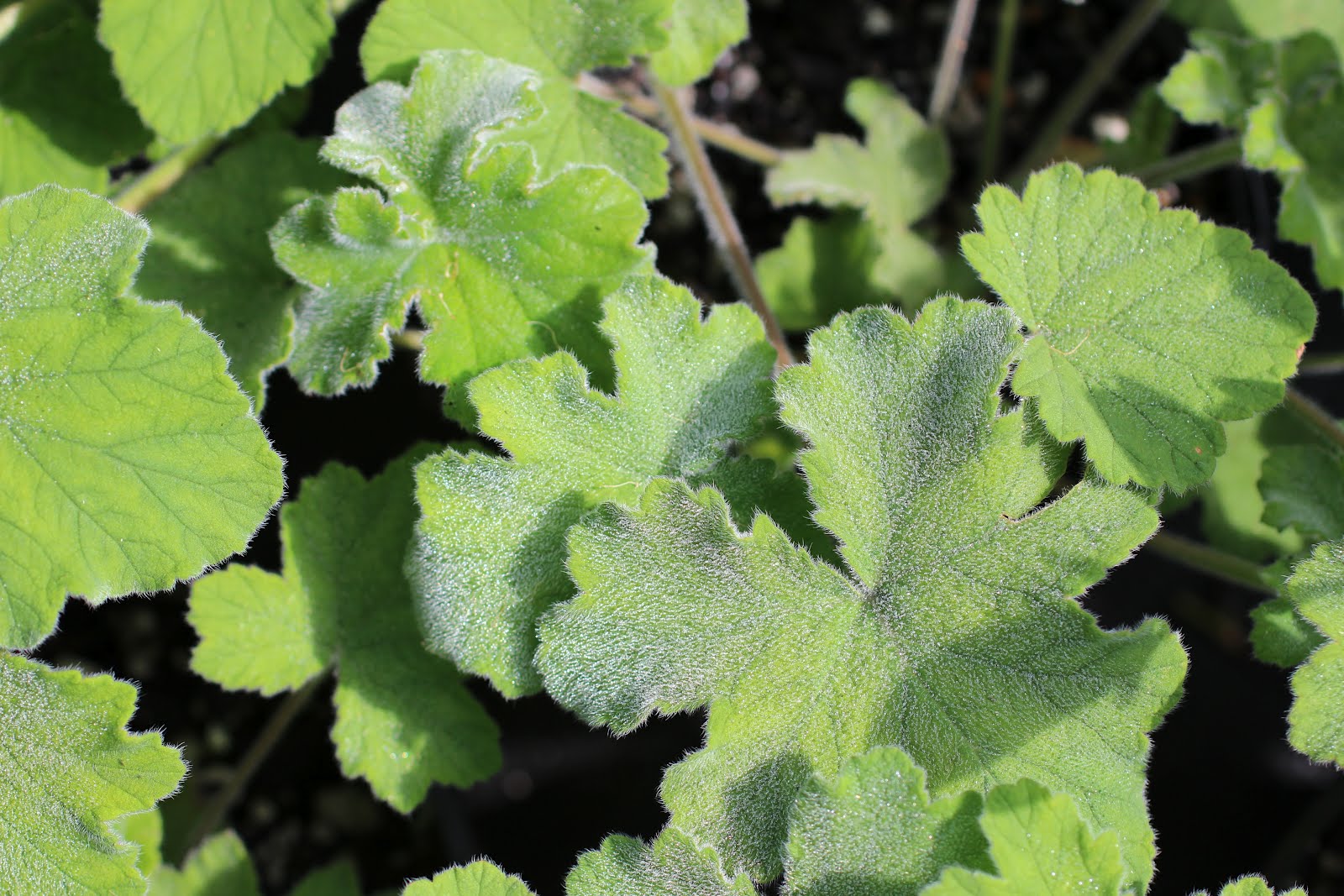 Florez Nursery Pelargonium tomentosum, Peppermint scented Geranium