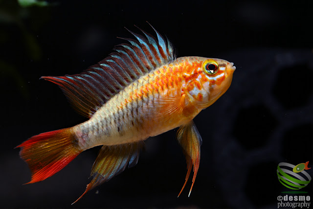 Apistogramma macmasteri (Wilhelm breed)