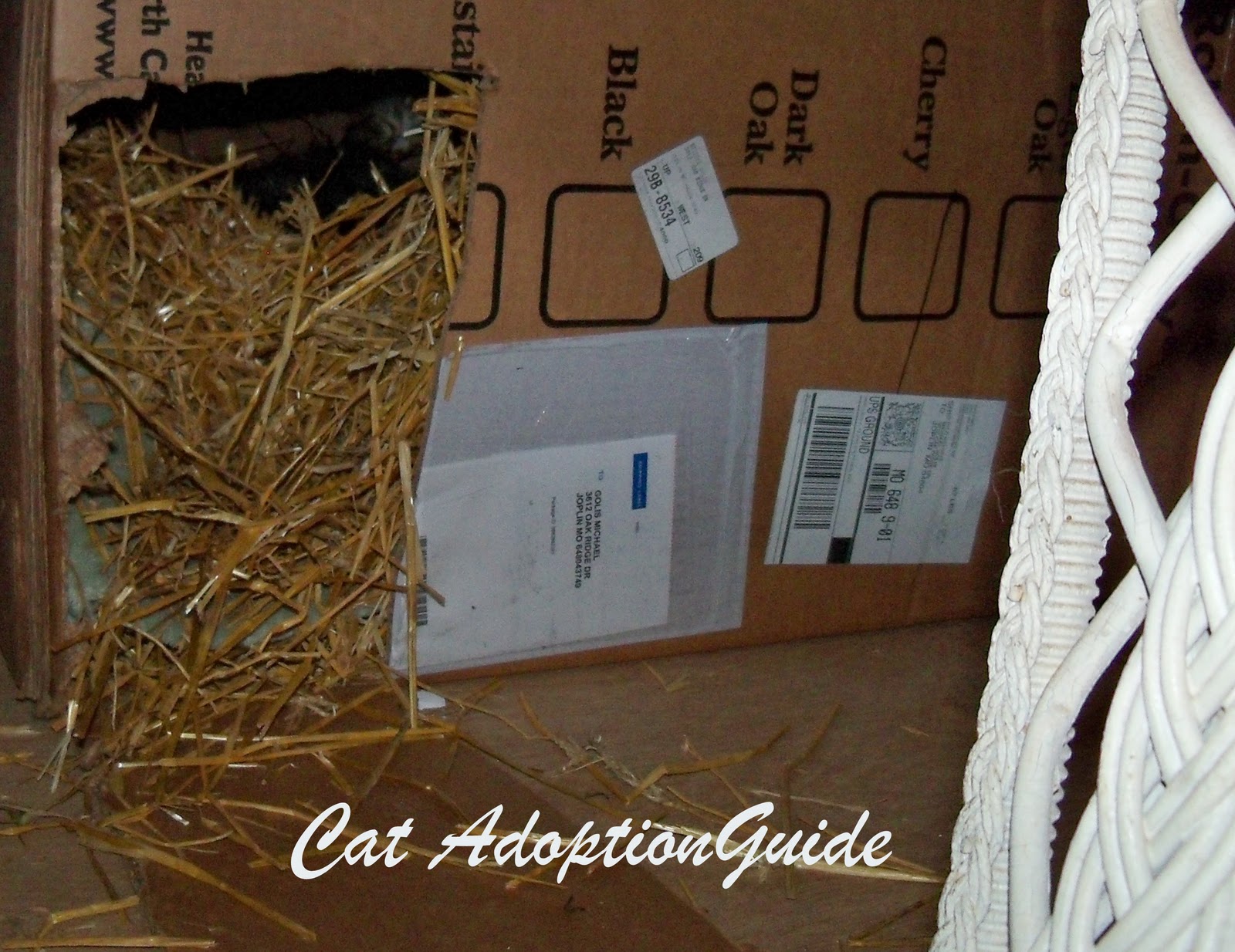 Cat Adoption Guide How to Keep Feral Cats Warm in Winter