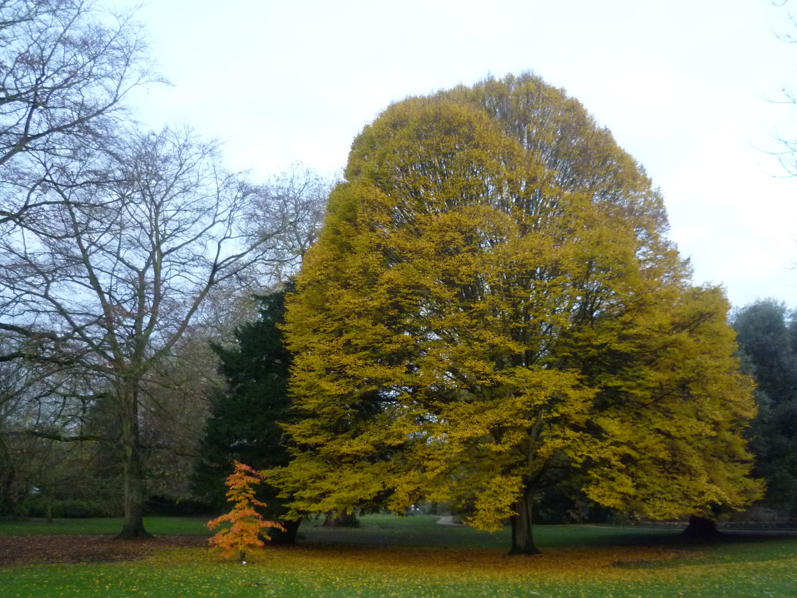 Worcester College Gardeners 20092018 Small Tree, Big Tree