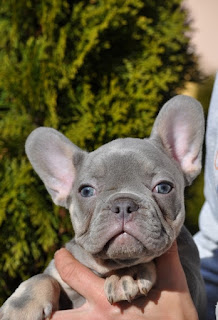 blue french bulldog breeders near me
