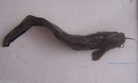Black Eel Catfish