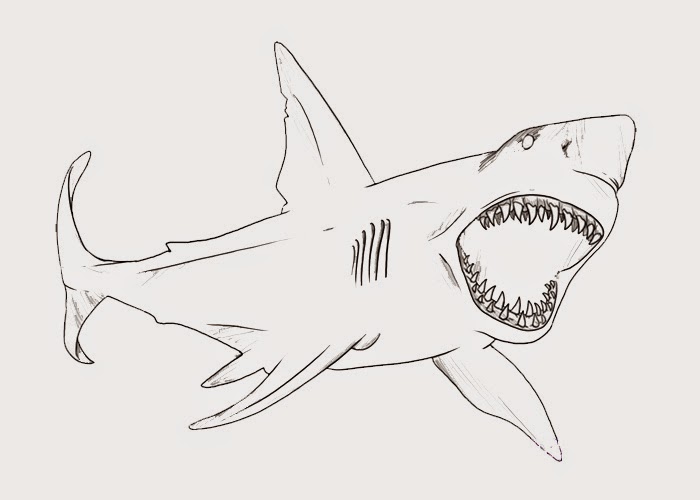Bull Shark Coloring Page Free Coloring Pages And Coloring Books For Kids Bull Shark Coloring Page Free Coloring Pages And Coloring Books For Kids