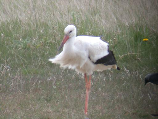 WHITE STORK-BARNTON-28TH APRIL 2004