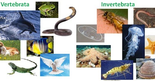 49+ Hewan Vertebrata Dan Invertebrata Dibedakan Berdasarkan Keberadaan