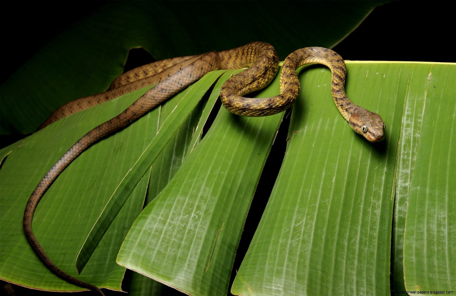 Brown Tree Snake Invasive