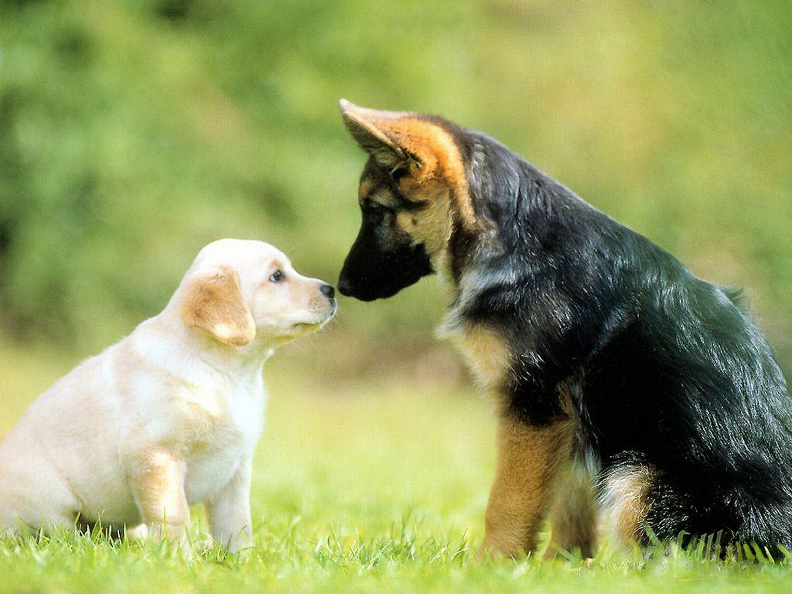 Dogs HD Wallpapers