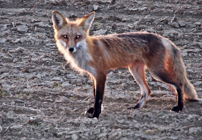 Fox at Sunset 1 Digital Photo