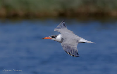 Caspian Tern in Flight : Milnerton Lagoon / Woodbridge Island, Cape Town