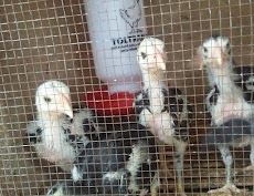 Tips Memilih Anakan Ayam Bangkok Berkualitas